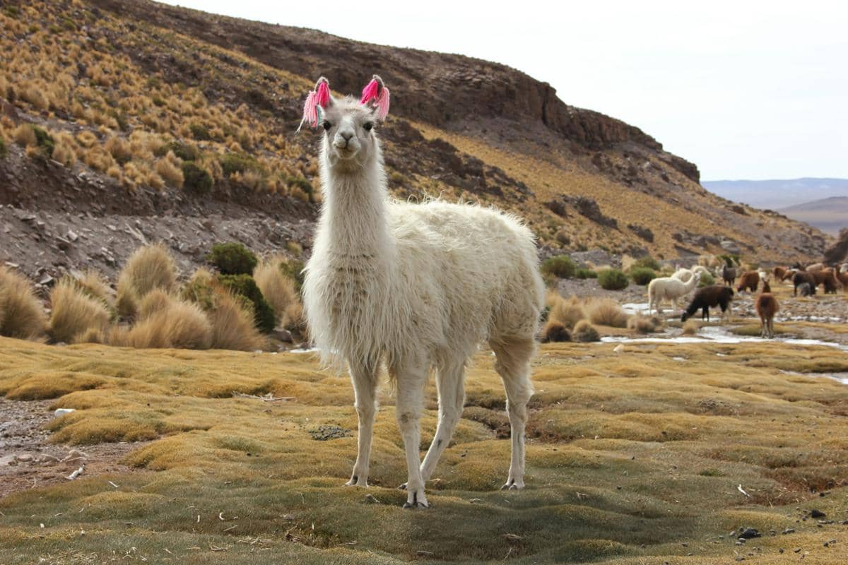 ilustrasi llama