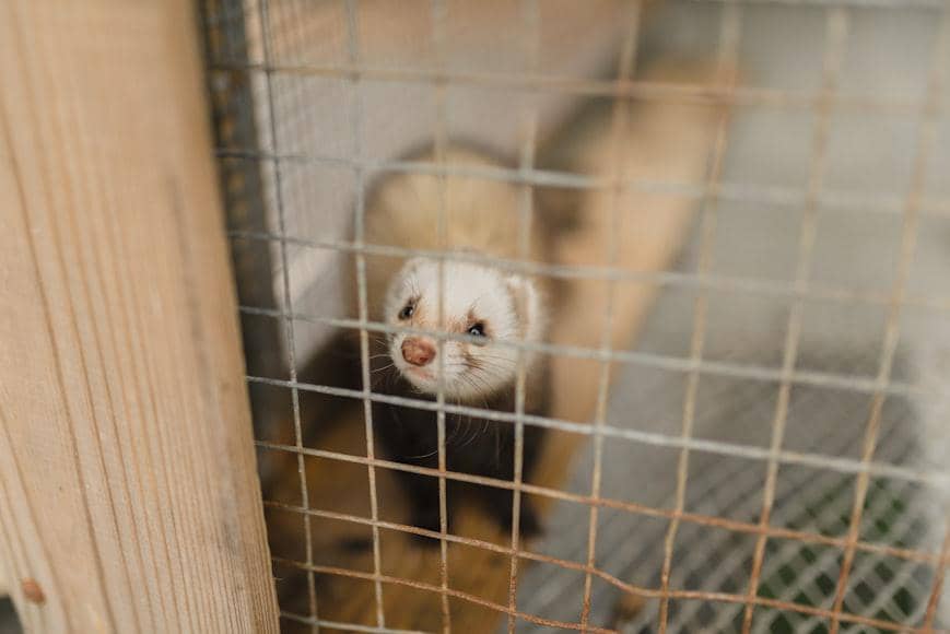 Musang