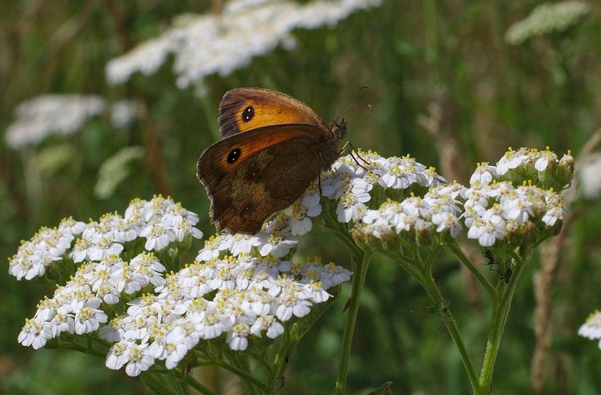 gatekeeper
