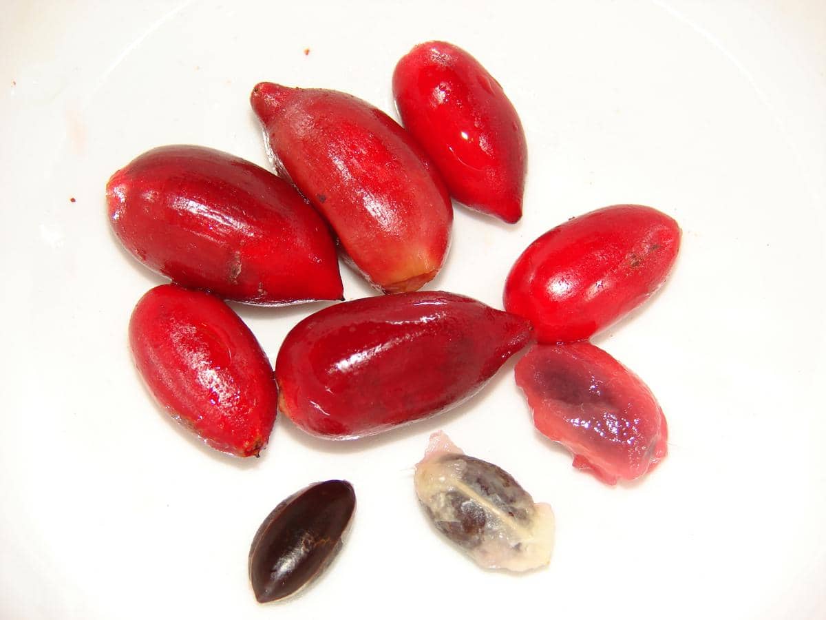 Buah miracle berry