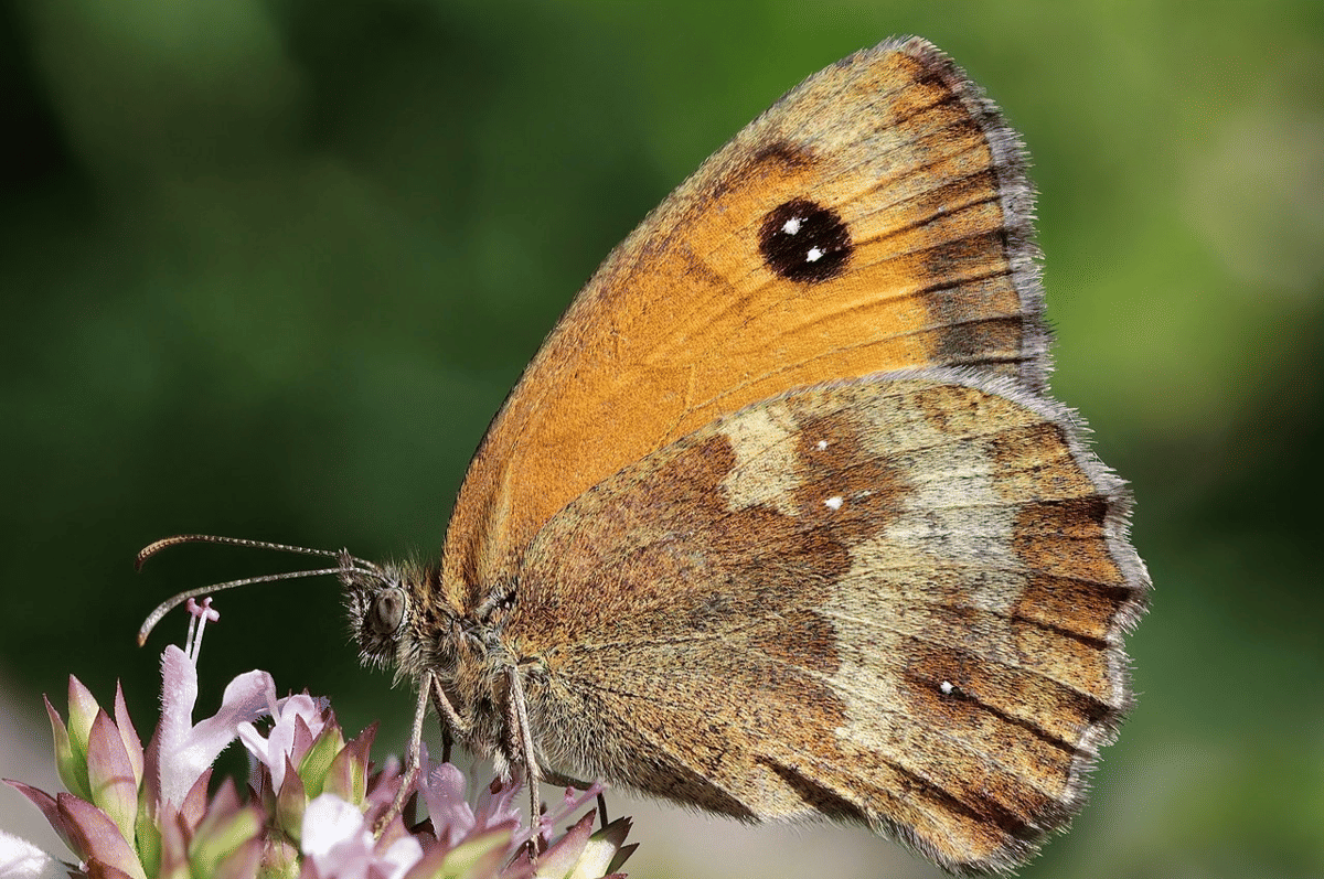 gatekeeper