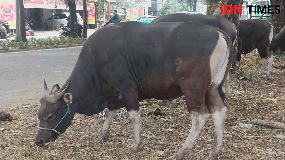 Harga Sapi Kurban di Makassar-Gowa Naik hingga Rp2 Juta per Ekor