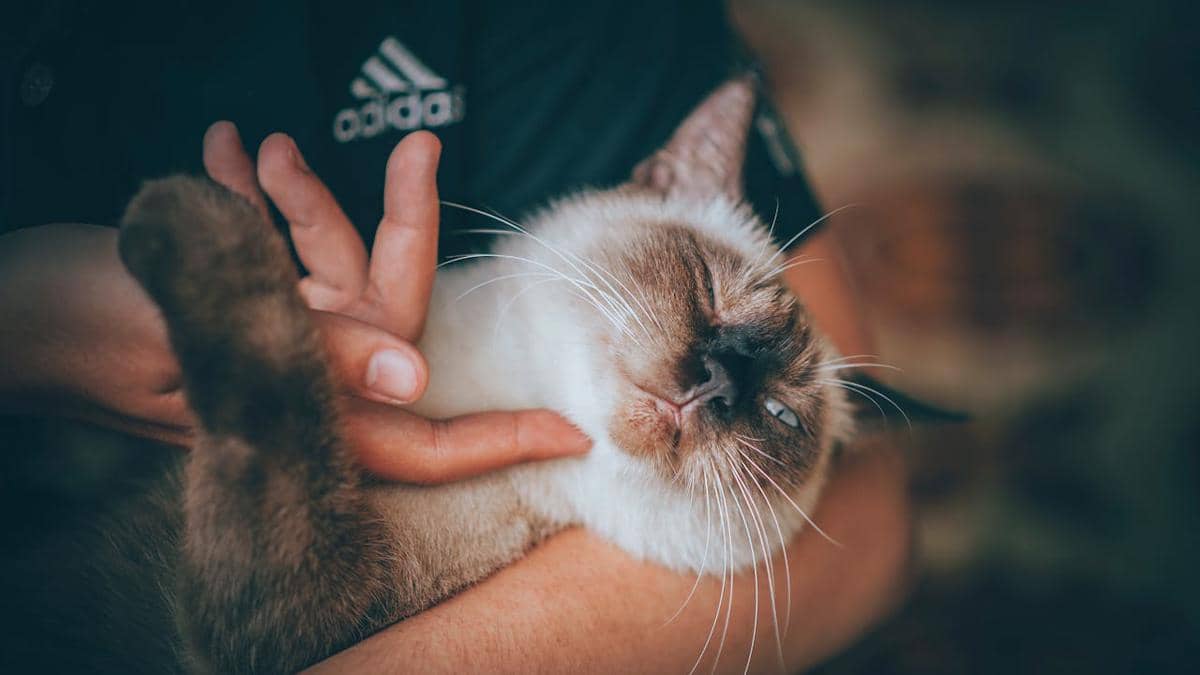 Ilustrasi kucing (pexels.com/Min An)