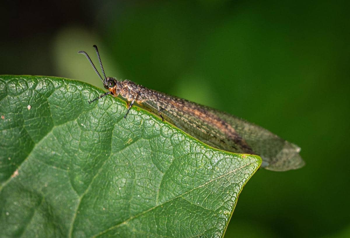Seekor antlion berwarna cokelat dengan antena panjang berdiri di tepi daun hijau dengan latar belakang buram berwarna hijau.