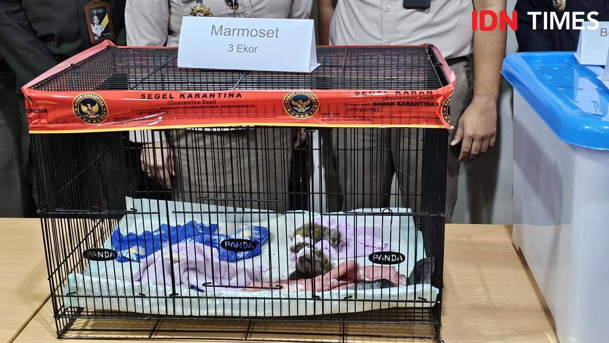 Tiga ekor monyet marmoset berada di dalam kandang bersegel karantina dengan petugas berdiri di belakang meja pemeriksaan.
