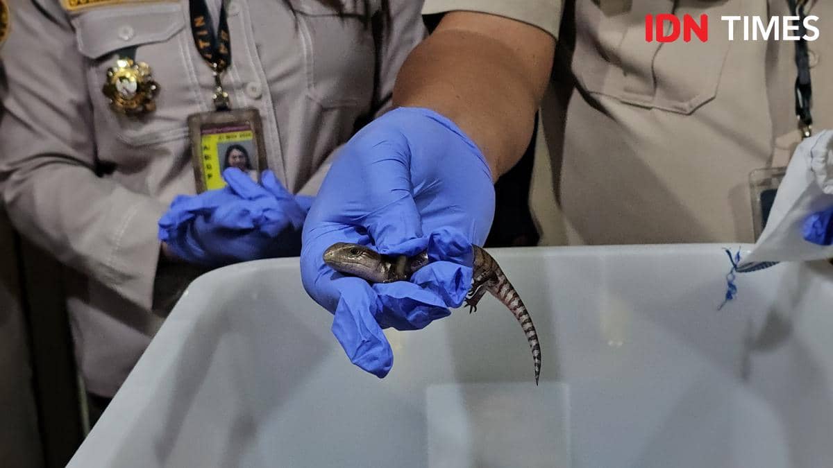 Petugas berseragam memegang seekor kadal kecil dengan sarung tangan biru saat pemeriksaan penyelundupan satwa.