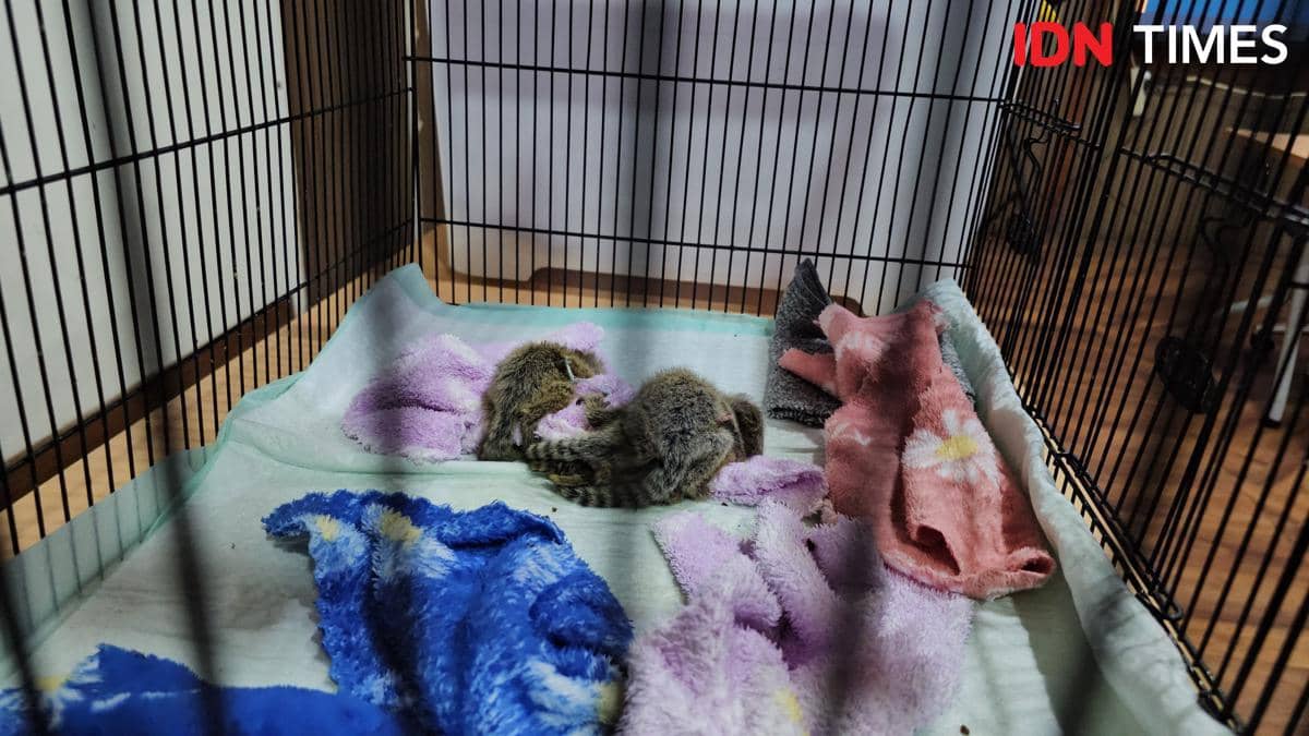 Dua ekor bayi monyet berada di dalam kandang kecil dengan alas kain berwarna ungu, biru, dan merah muda di ruangan tertutup.