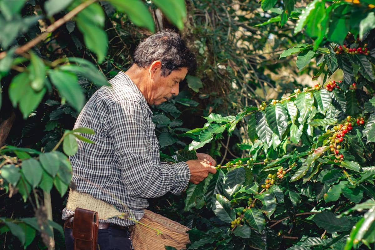 Seorang petani mengenakan kemeja kotak-kotak sedang memetik buah kopi matang dari pohon di kebun yang rimbun.