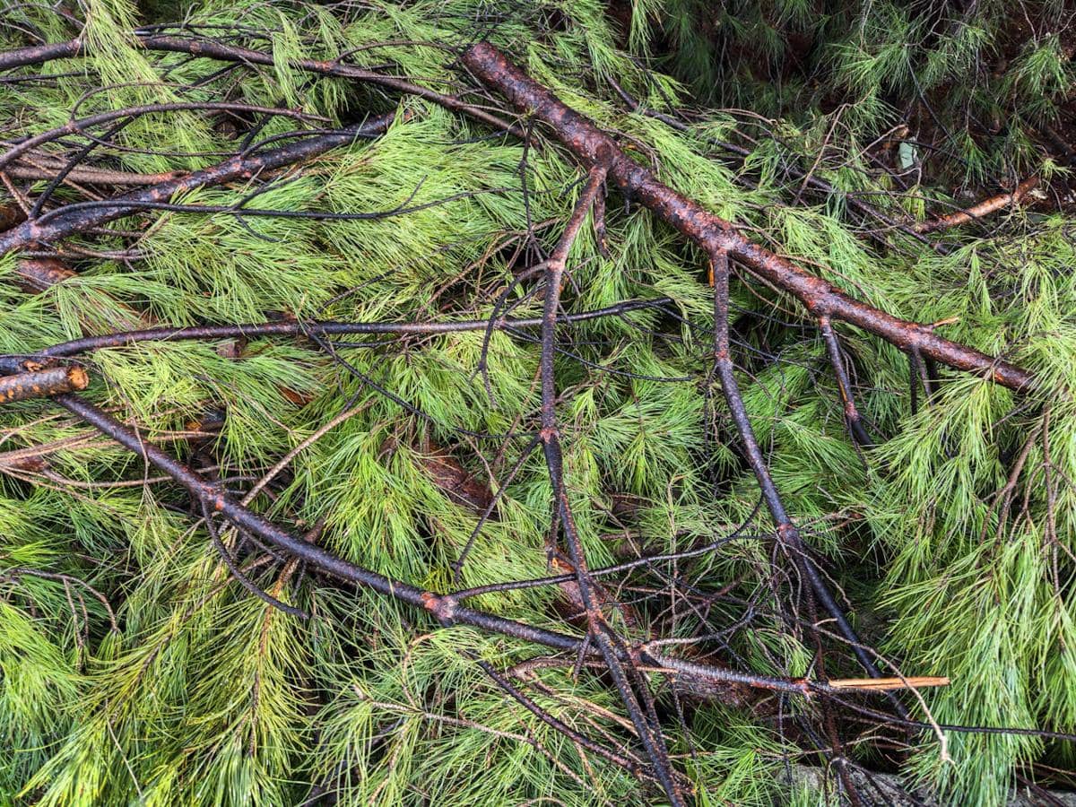 Tumpukan ranting dan dahan pohon pinus yang baru dipangkas dengan daun jarum hijau segar berserakan di tanah hutan.