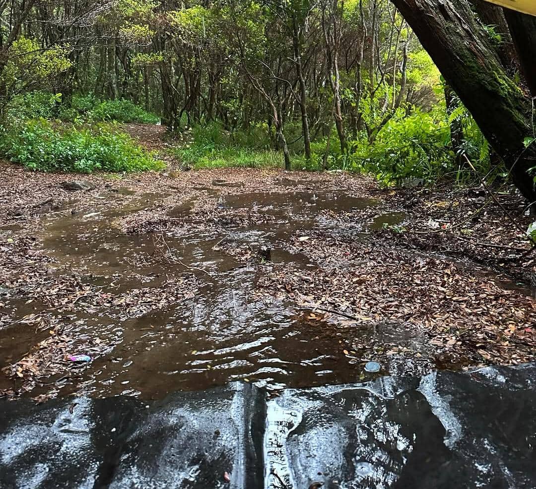 Jalur pendakian Gunung Gede yang basah dan berlumpur setelah hujan, dikelilingi pepohonan hijau dan dedaunan lembap di hutan pegunungan.