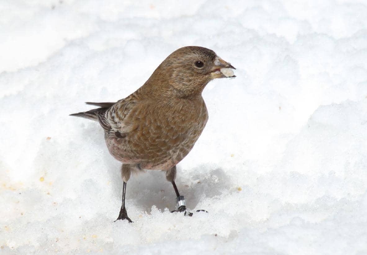 potret burung brown capped rosy finch di Pegunungan Sandia, New Mexico