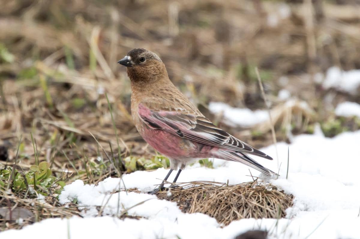 potret burung brown capped rosy finch yang difoto di negara bagian Colorado