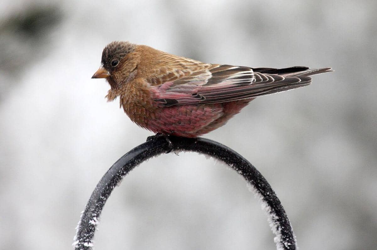 Mengenal Brown Capped Rosy Finch, Burung Pipit Endemik Amerika Utara