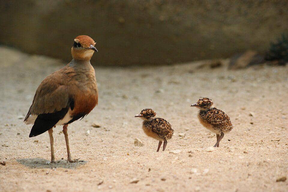 induk burung pelejang Temminck bersama dua anaknya