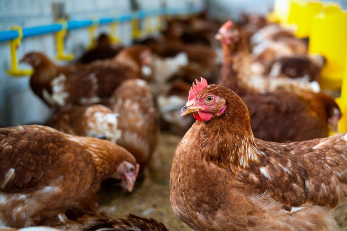 Sekelompok ayam petelur berwarna cokelat berada di dalam kandang modern dengan sistem pemberian pakan otomatis.
