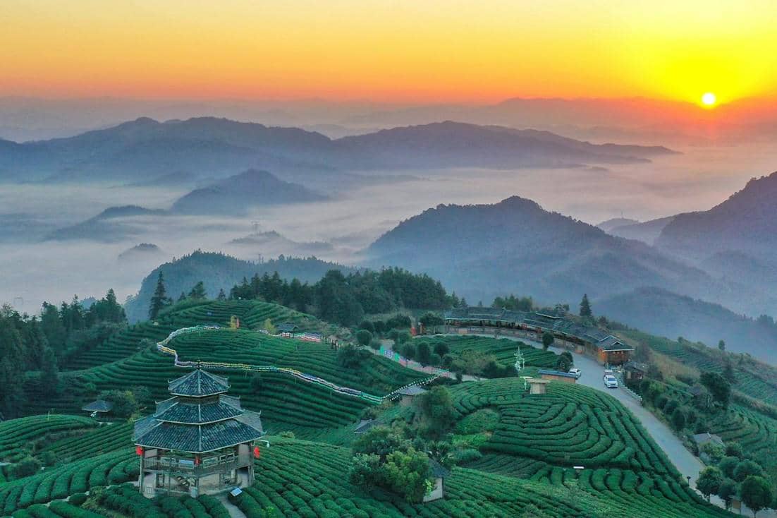 5 Daerah di China Penghasil Oolong Tea yang Terkenal Rasanya Juara