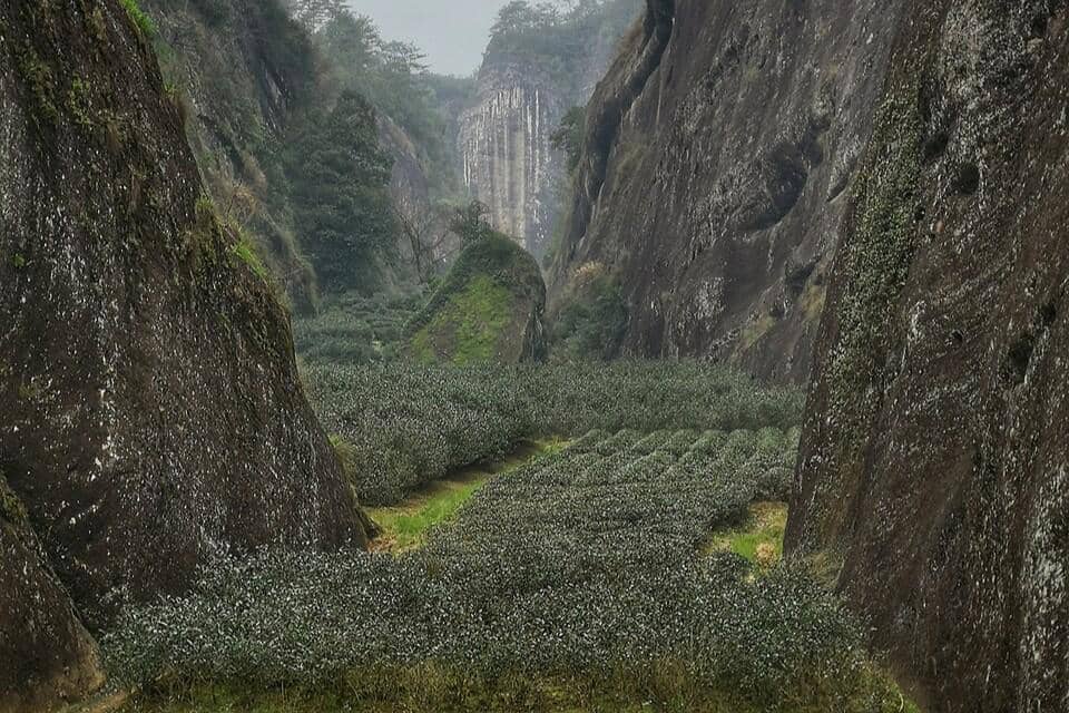 Kebun Teh di Wuyishan, Fujian, China