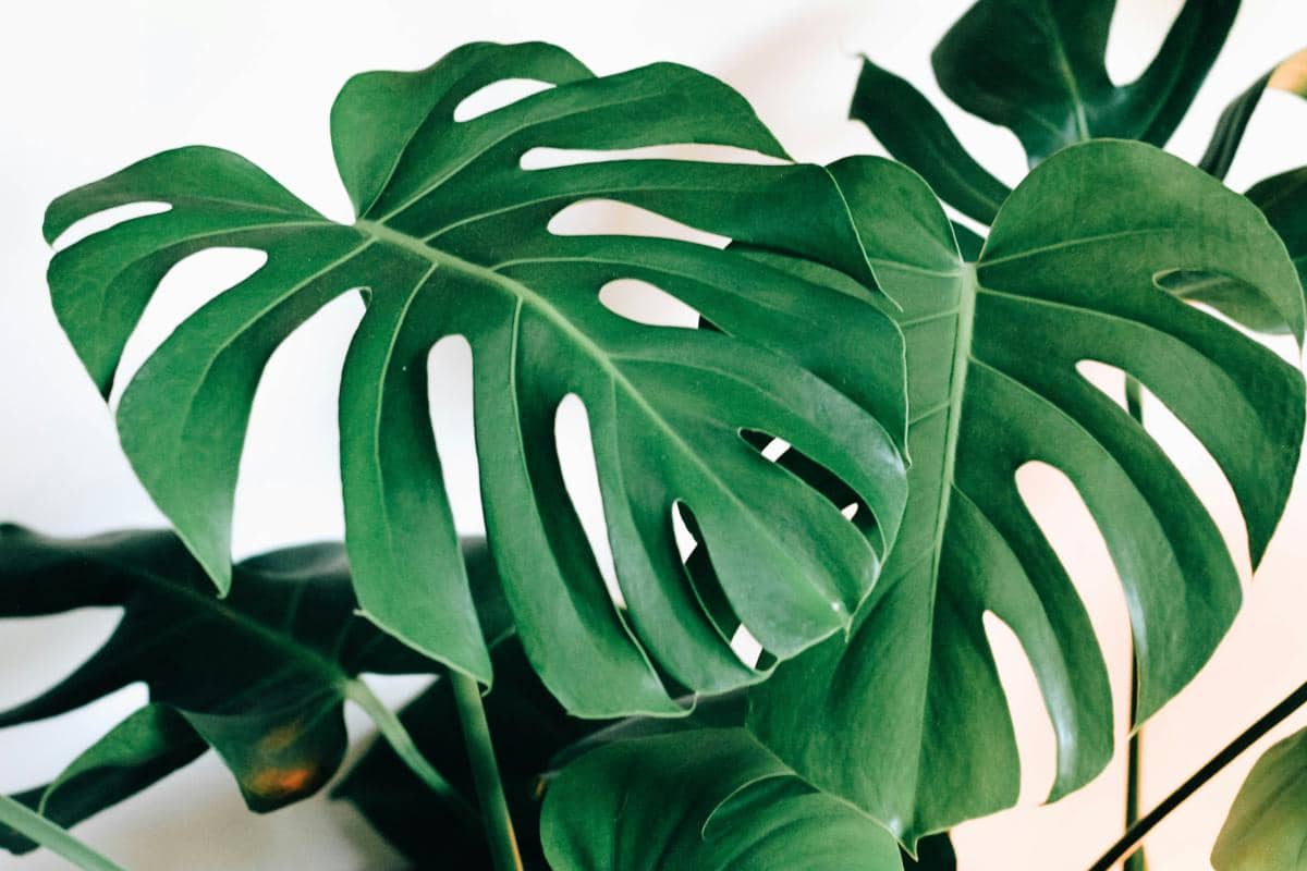 ilustrasi Monstera