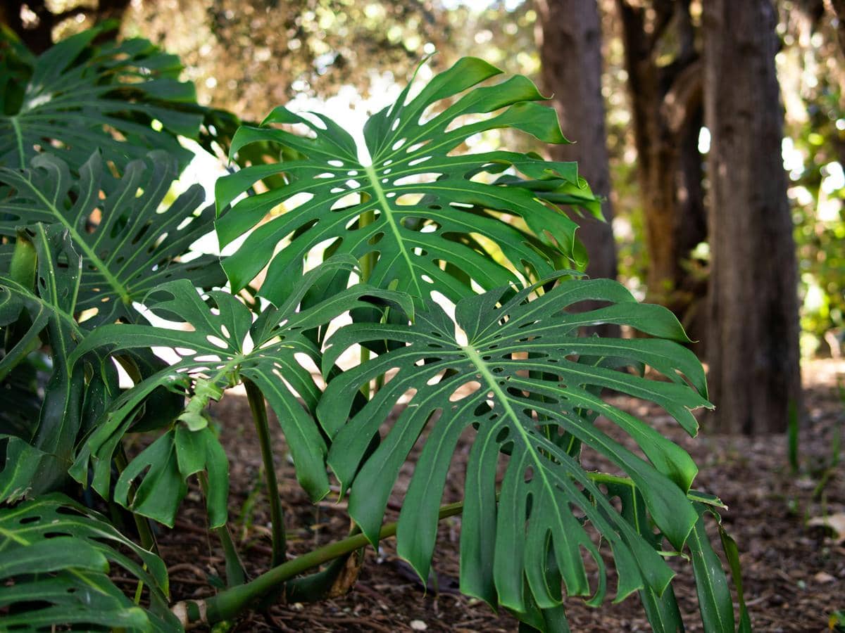 ilustrasi Monstera
