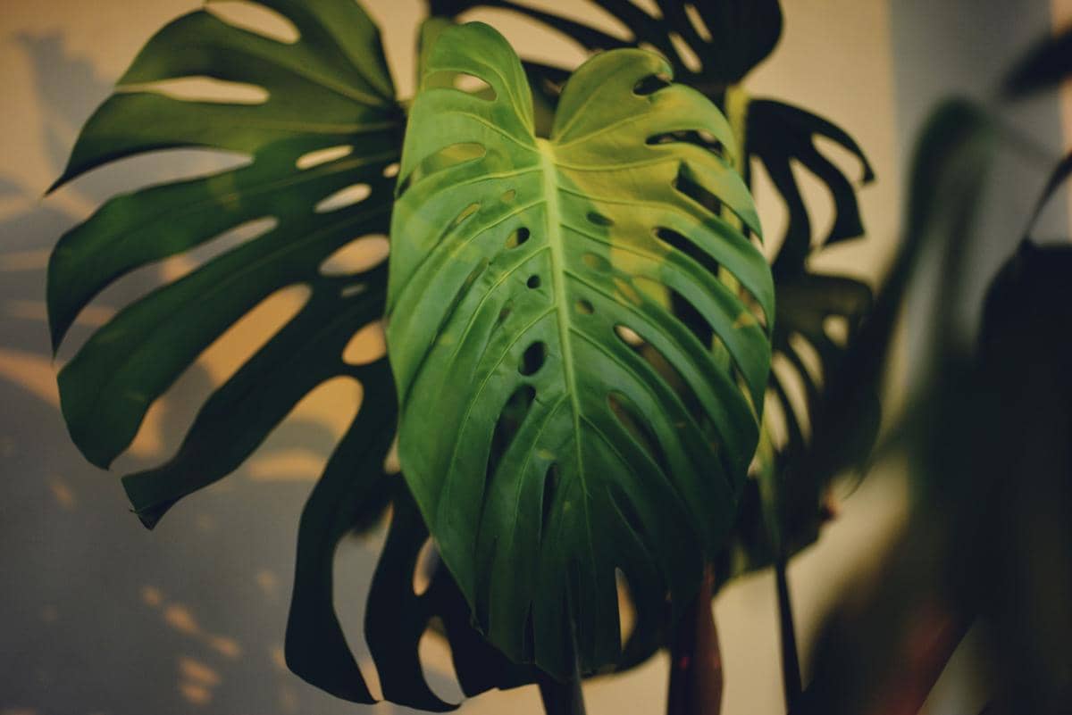 ilustrasi Monstera
