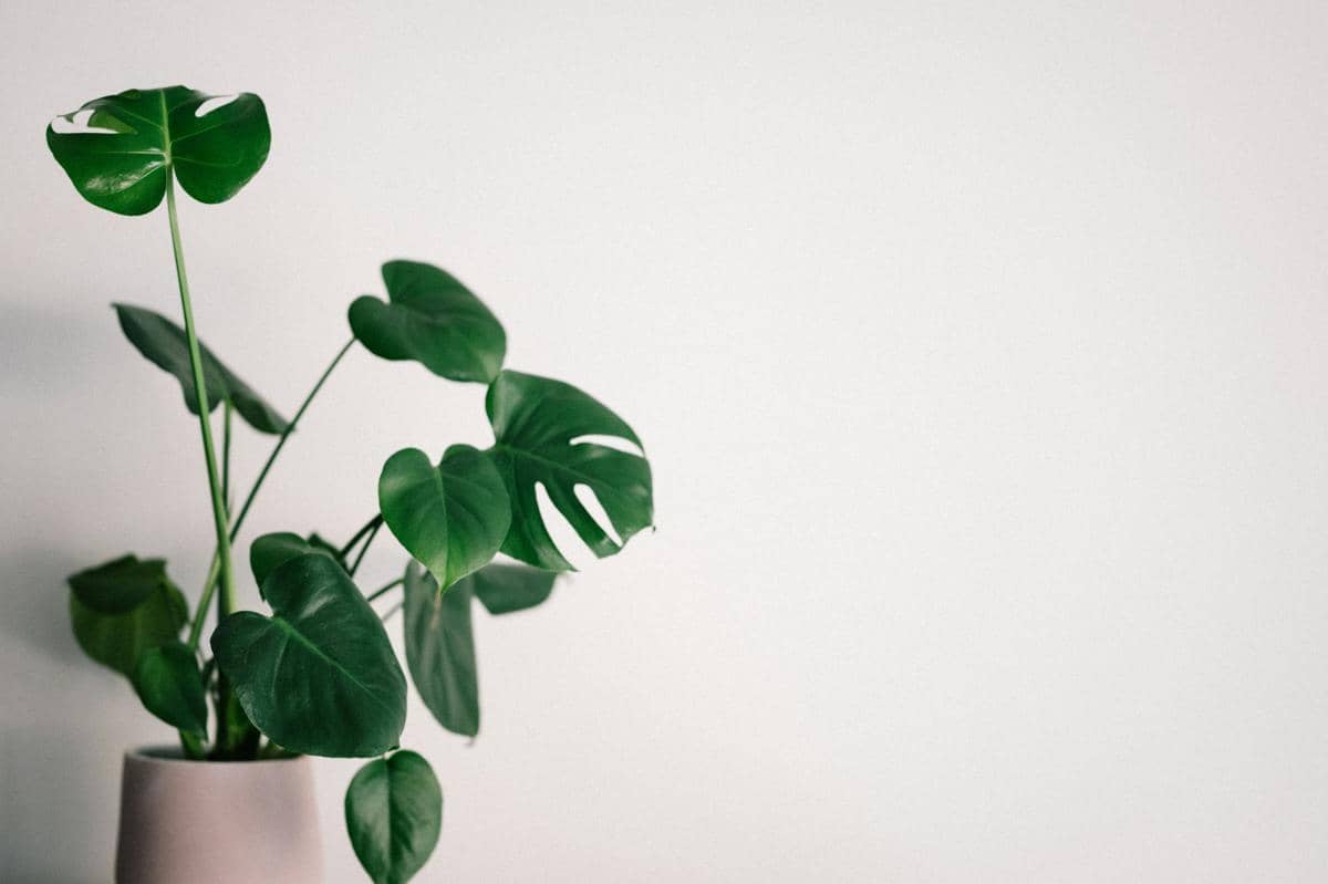 ilustrasi Monstera