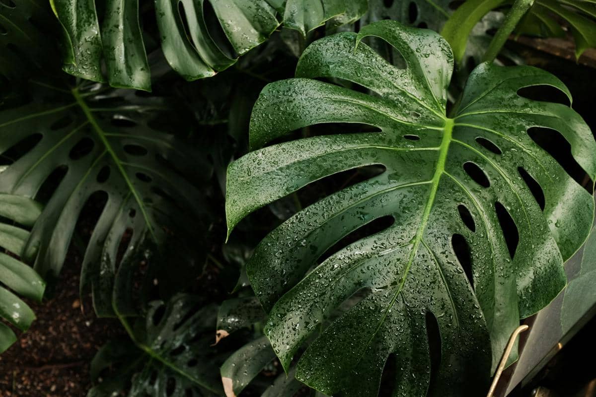 ilustrasi Monstera
