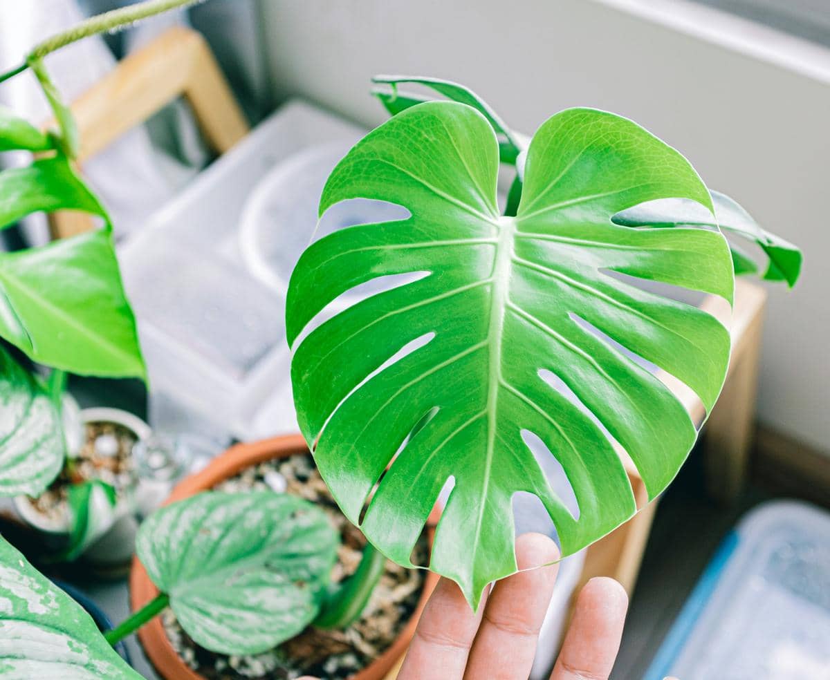 5 Penyebab Daun Monstera Berlubang, Bukan Sekadar Estetika