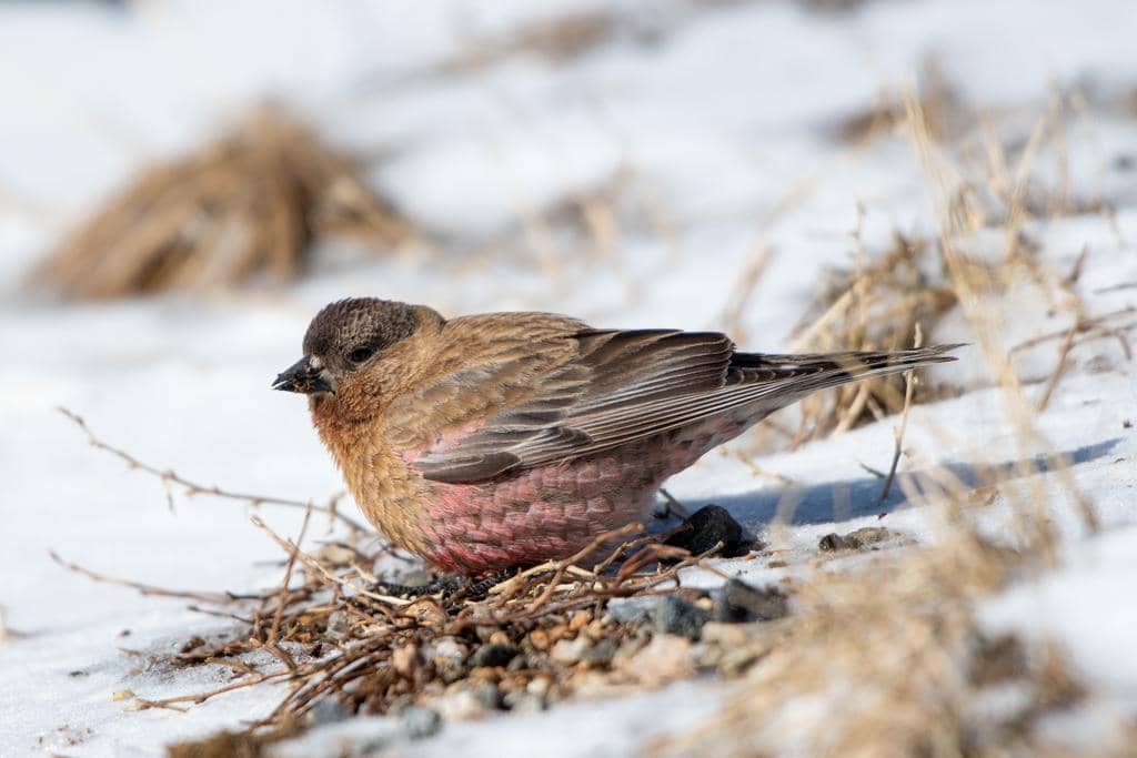 potret burung brown capped rosy finch di alam liar