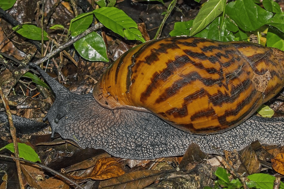keong harimau tanah raksasa