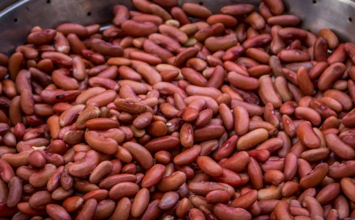 Tumpukan kacang merah segar berwarna merah kecokelatan dalam wadah logam, siap untuk diolah menjadi berbagai hidangan.
