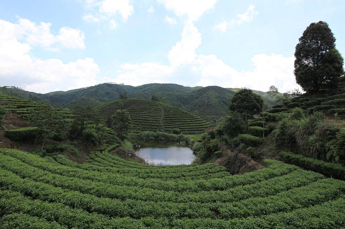 Perkebunan Teh Raoping, Guangdong