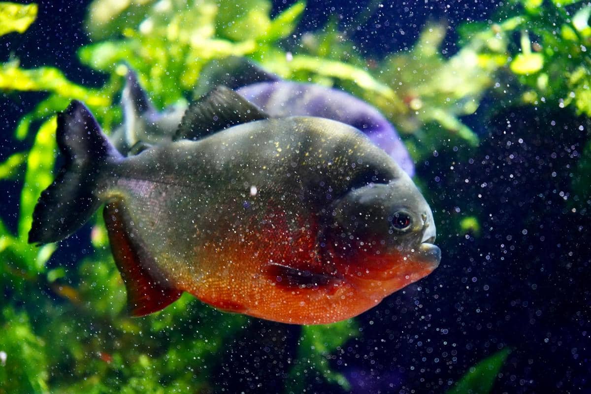 potret black piranha