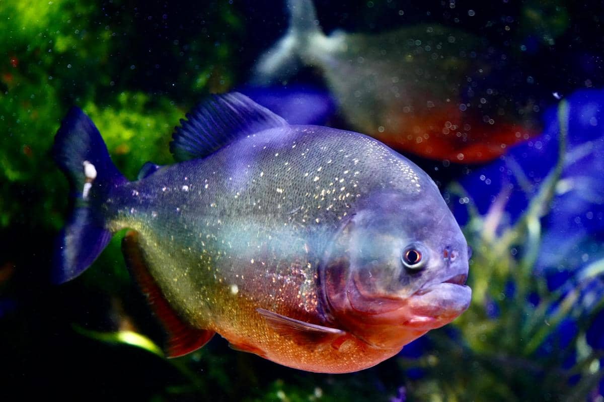 potret black piranha