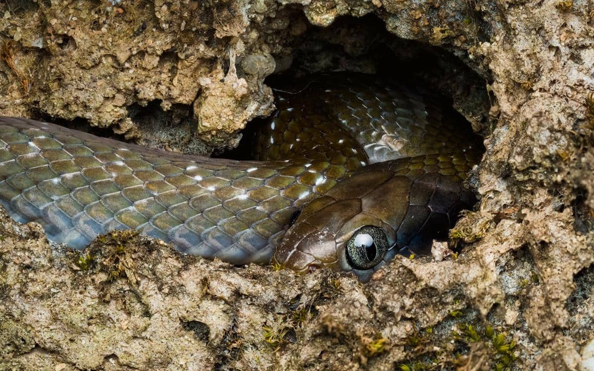 Seekor ular berwarna gelap bersembunyi di dalam lubang tanah, dengan sisik mengilap dan mata yang terlihat dari celah batu.