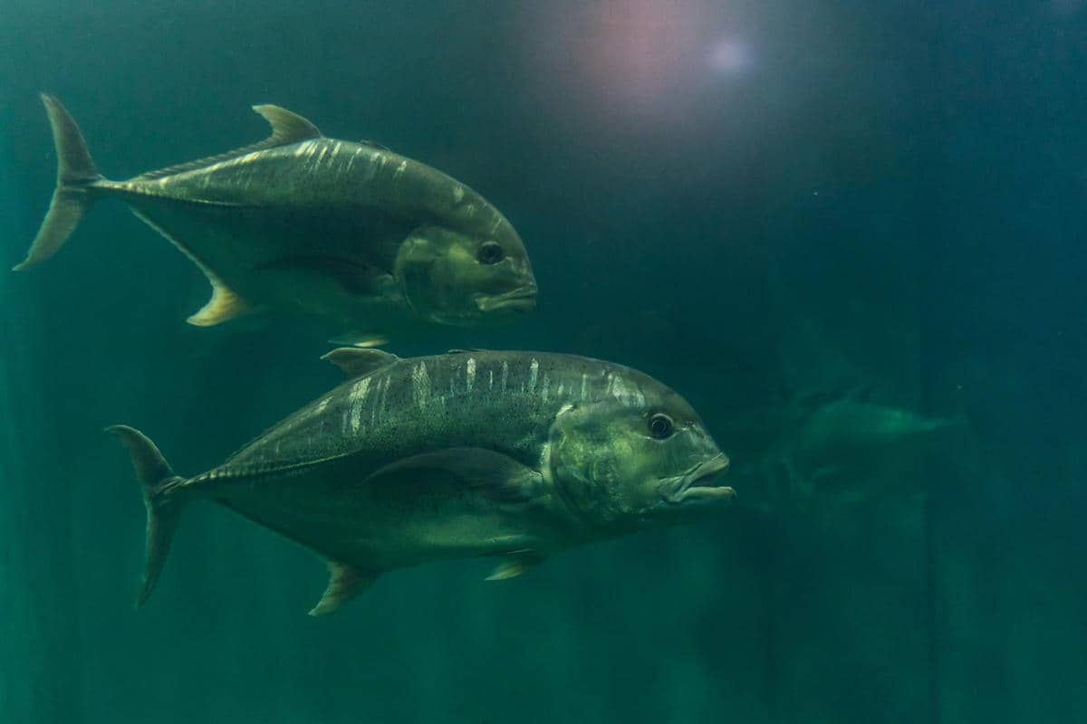 Mengapa Ikan di Laut Antartika Tidak Membeku Padahal Suhu Air Negatif?