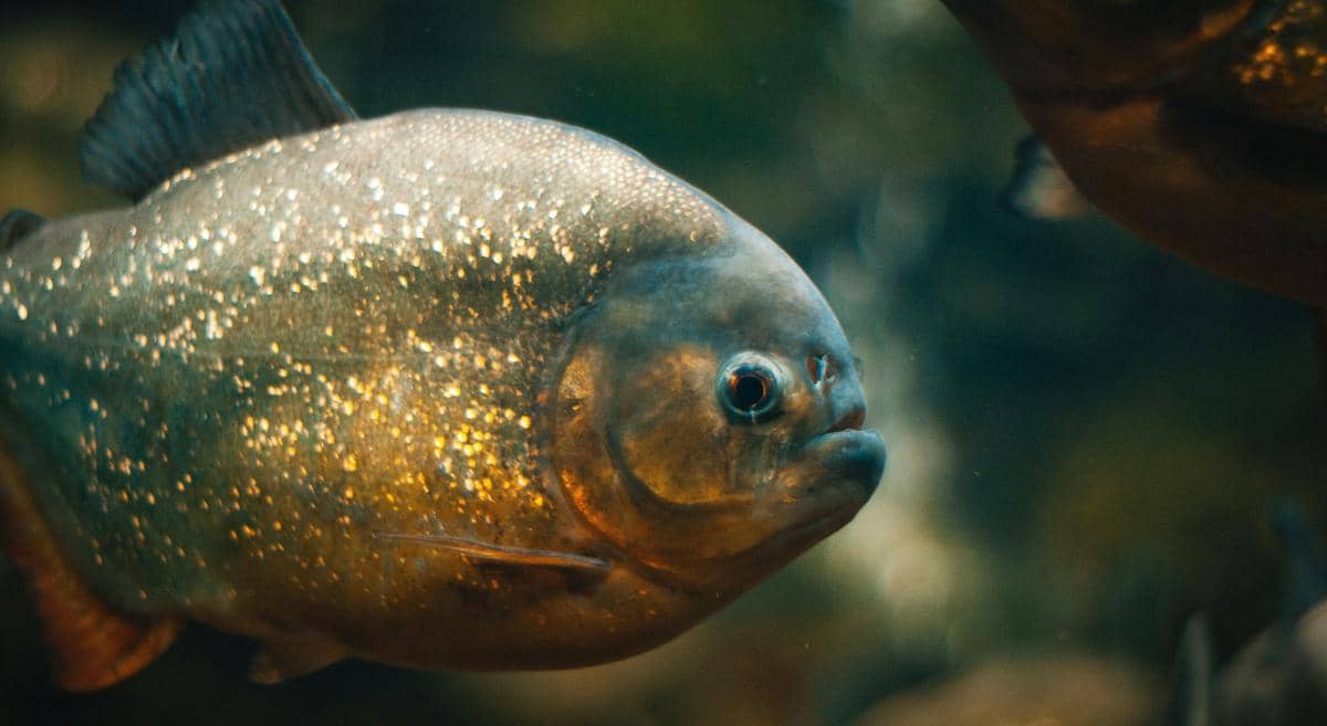 potret black piranha