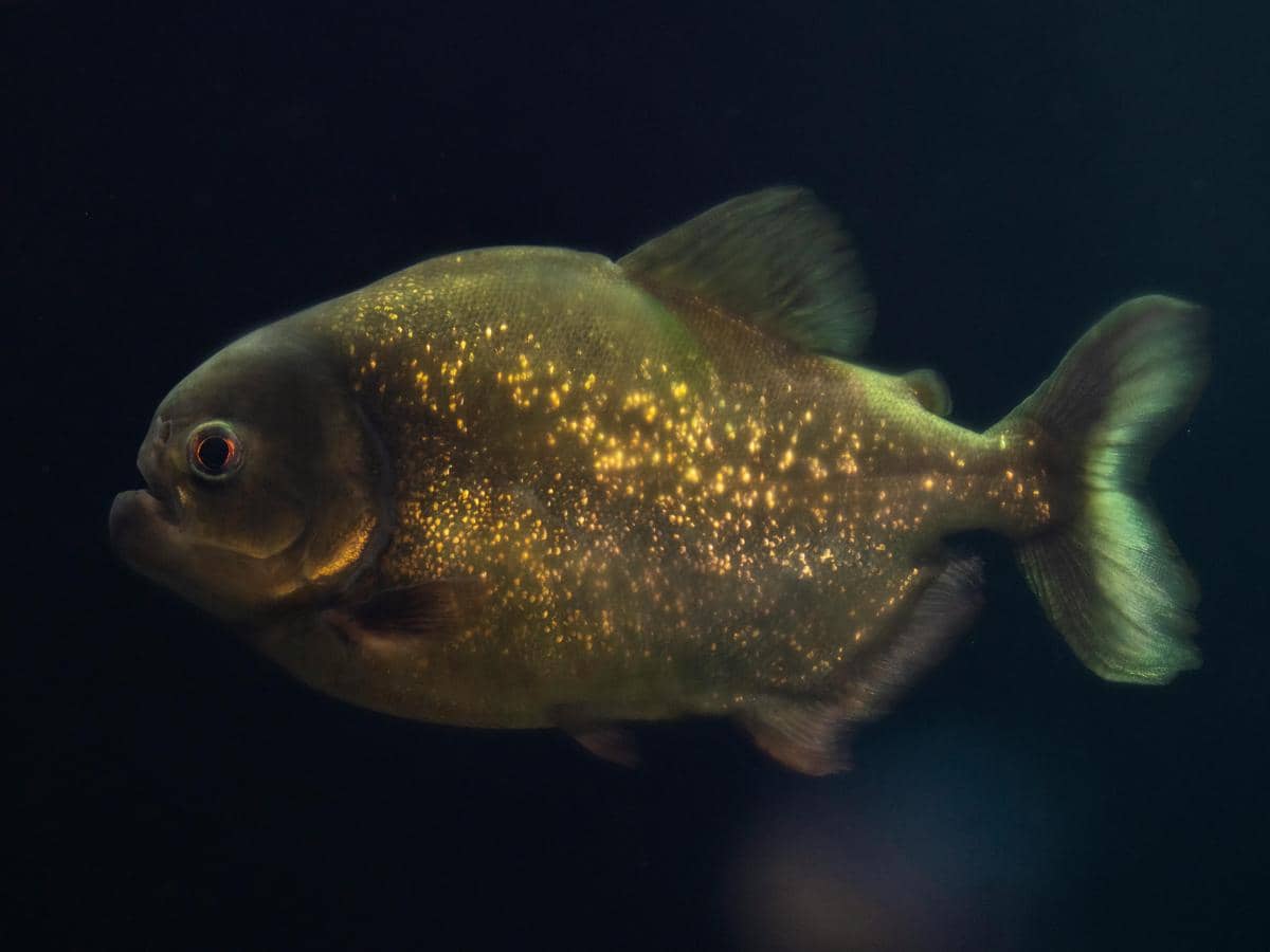 6 Fakta Mencengangkan Black Piranha, Lebih Mengerikan dari Film Horor
