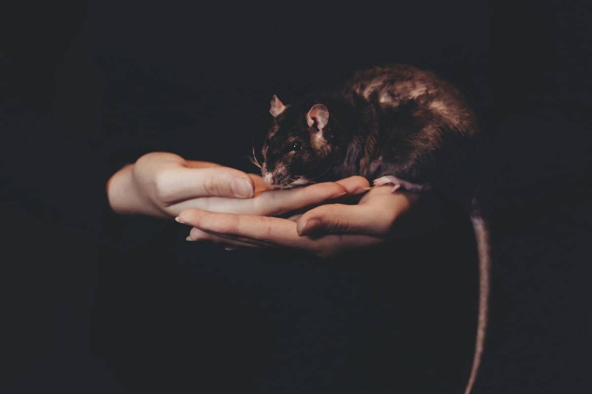 Apakah Orang Bisa Terkena Hantavirus Tanpa Digigit Tikus?