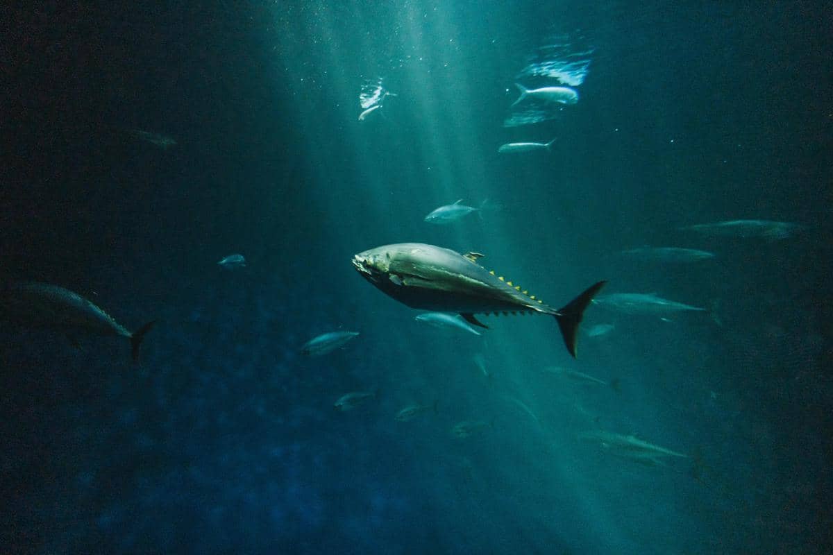 ilustrasi ikan di laut Antartika