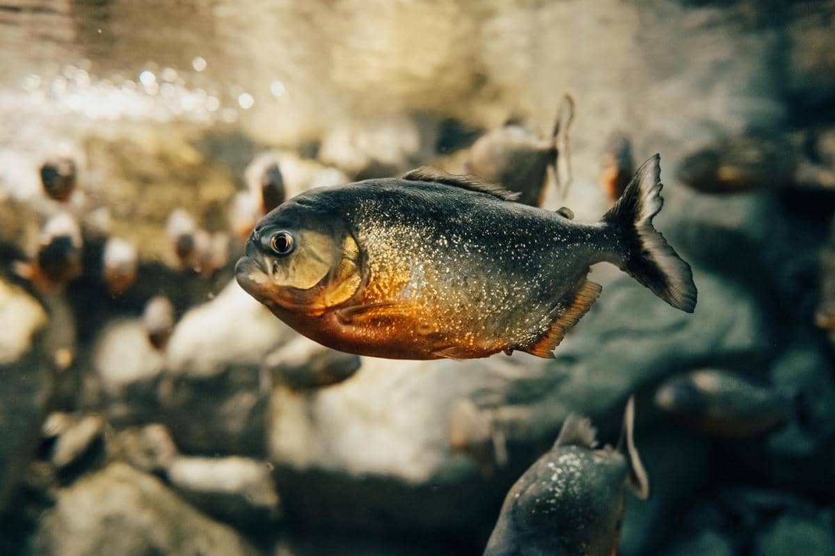 potret black piranha