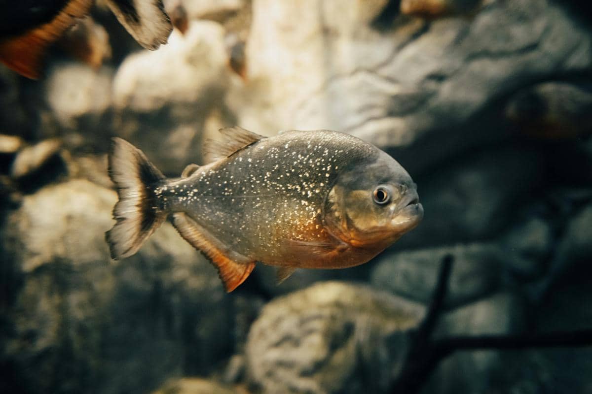 potret black piranha