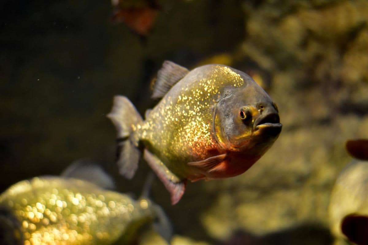 potret black piranha