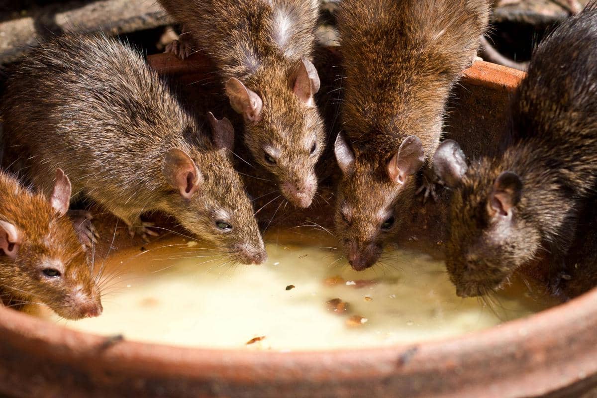 Beberapa ekor tikus sedang memakan sisa makanan cair di dalam wadah tanah liat, menggambarkan risiko kontaminasi makanan manusia.