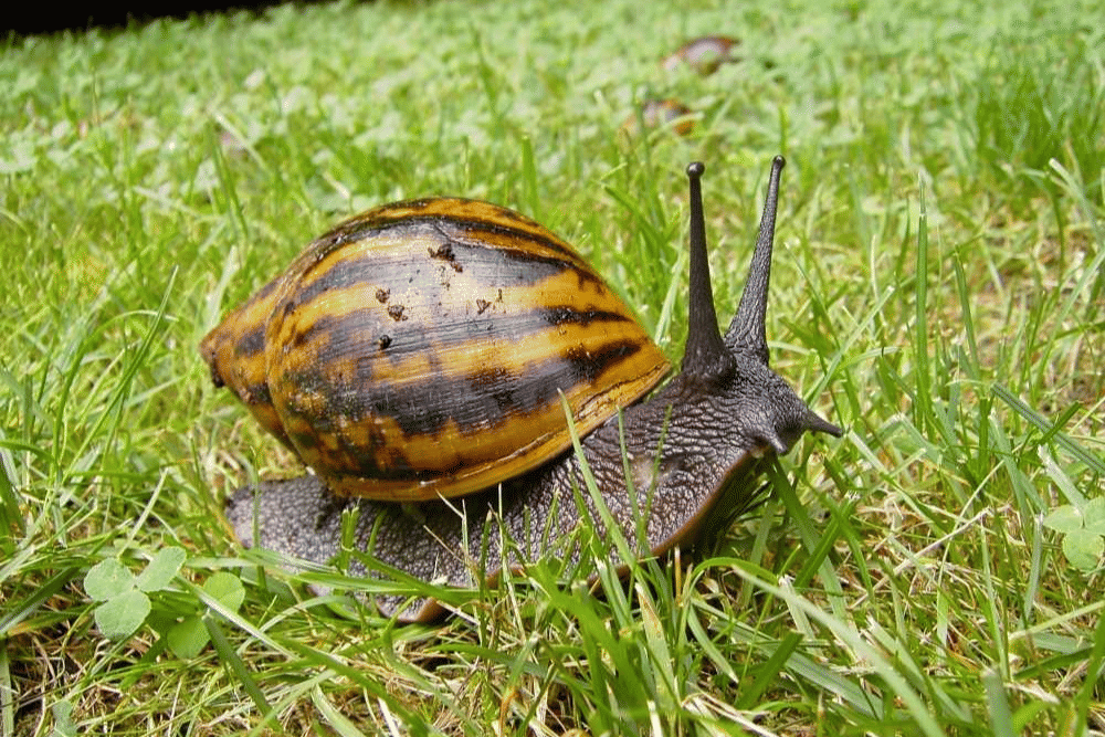 5 Keong Raksasa dari Famili Achatinidae, Ada di Indonesia!