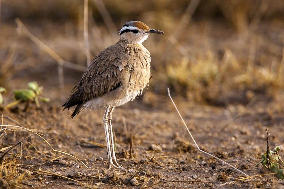7 Fakta Pelejang, Burung Pantai yang Hidup di Gurun Gersang