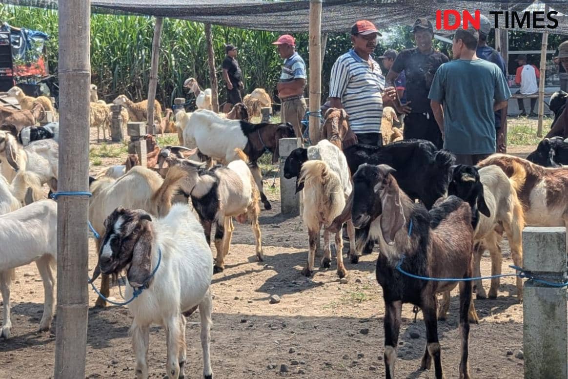 Kambing Kurban Melimpah di Magetan, Harga Turun hingga Rp500 Ribu