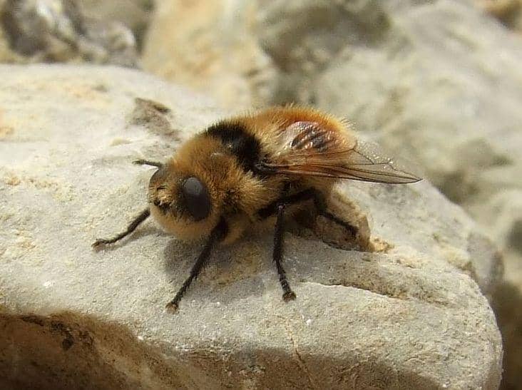 Seekor lalat botfly berwarna cokelat dengan bulu halus dan mata besar hitam sedang hinggap di atas batu berwarna abu-abu.