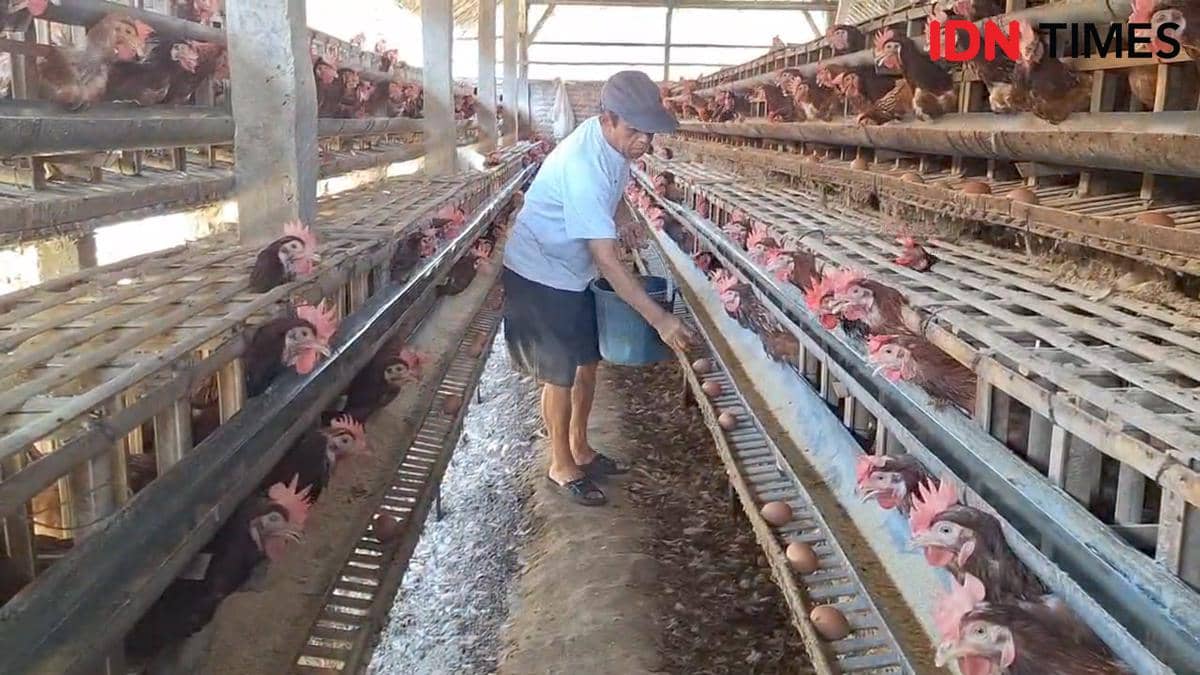 Harga Telur Belum Membaik, Peternak Magetan Terancam Gulung Tikar