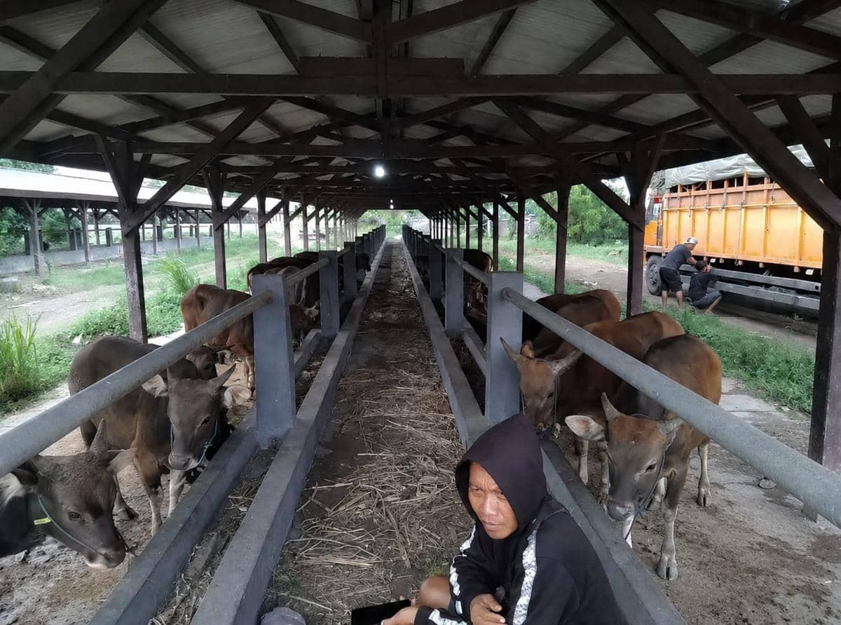 Karantina Bali Amankan Sapi karena Dokumen Palsu