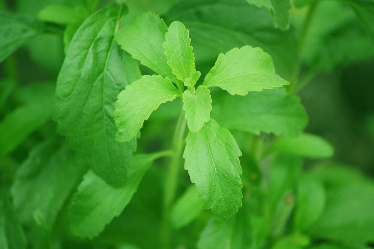 ilustrasi daun stevia